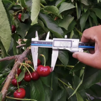 1公分塔玛拉樱桃苗 晚熟进口车厘子品种 惠农农业