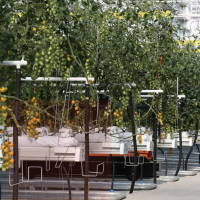 荷兰玻璃温室进口种植模式钢化玻璃温室大棚智能全自动鑫泽农业