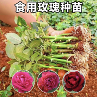 禾马农业 食用玫瑰小苗 四季开花 耐寒花卉 金 边大马士革 滇红 墨红 批发