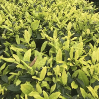 黄金芽茶苗苗圃基地直发现起种苗 易存活 七彩农业