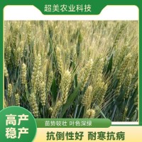 高产小麦 抗性好产量高 籽粒金黄穗大粒饱 可零售 商麦8号 服务好