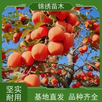 锦绣苗木 大秋柿子苗 2年生水果柿子树苗 脆甜多汁 适合南北方种植