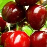 瓜果配送 蔬菜水果 果蔬批发 食材配送 配送便捷