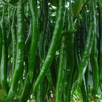 现摘新鲜薄皮辣椒 应季时令蔬菜农家自种 小刘农产品