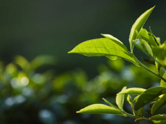 2025中国厦门国际茶产业（秋季）博览会