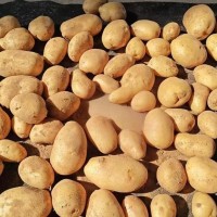 土豆批发 全程协助采购 新鲜蔬菜批发直供 精选优质