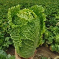 新鲜大白菜 农家基地蔬菜 鸡腿白菜批发 白菜种植基地直发