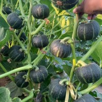 播种心情 家庭种植蔬菜种子孑籽大全四季播种阳台盆栽农家庭院小菜园有机 贝贝南瓜种子1包