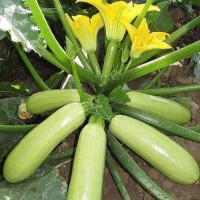 播种心情 家庭种植蔬菜种子孑籽大全四季播种阳台盆栽农家庭院小菜园有机 西葫芦种子2包