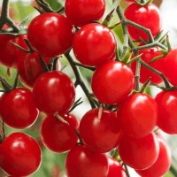 康和丰山东寿光真甜红千禧圣女果苗秧苗黄白黑西红柿种子高产串收四季苗 真甜红果千禧5棵+送1棵+1肥
