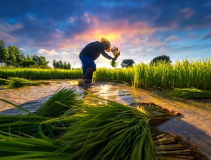 从“会种田”到“慧种田” 智慧农业科技助力“天府粮仓”建设