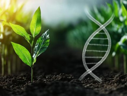 绿色食药产业专题推介暨中西部天麻贸易中心开市活动在略阳举行